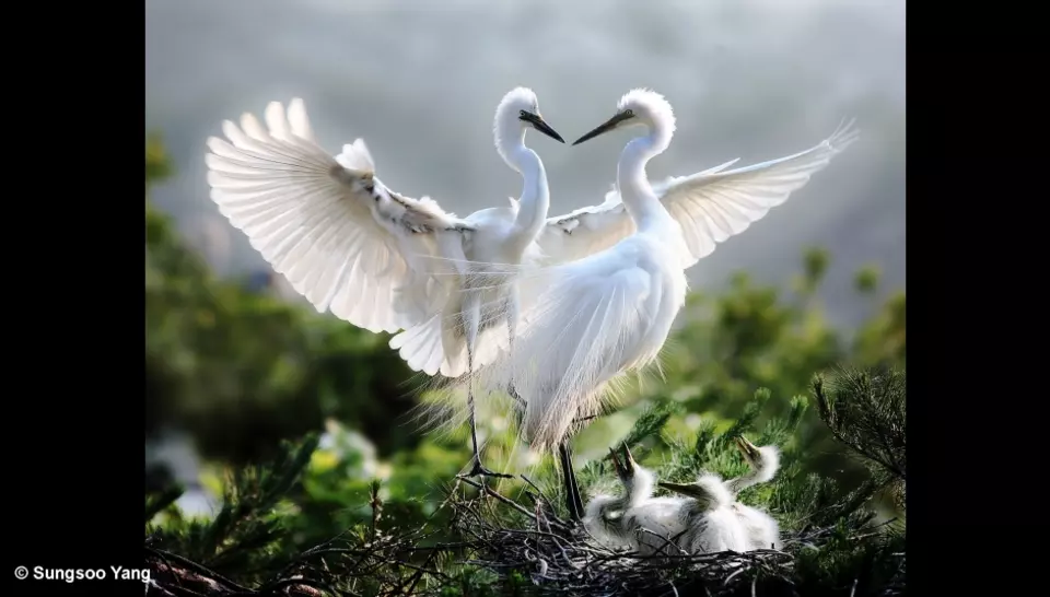 idtchina China, Love Planet